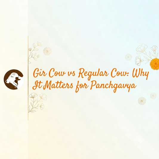 Gir Cow vs Regular Cow: Why It Matters for Panchgavya
